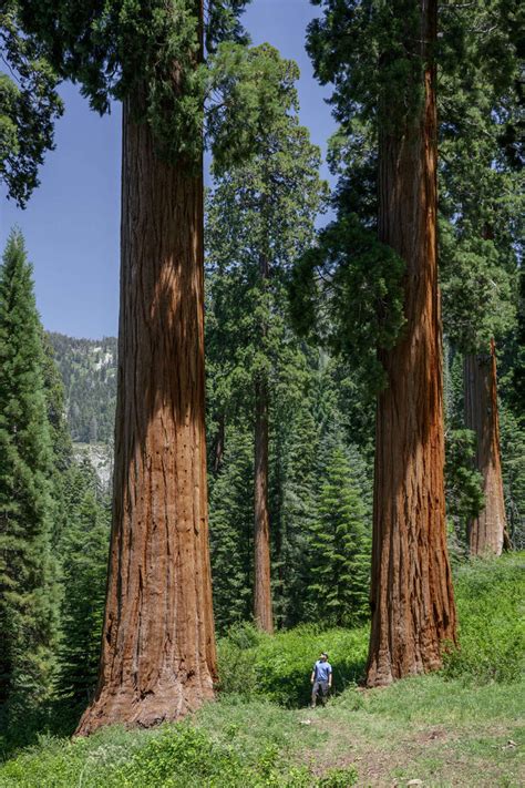 Conservation Organization Raised 16 Million To Buy Giant Sequoia Grove