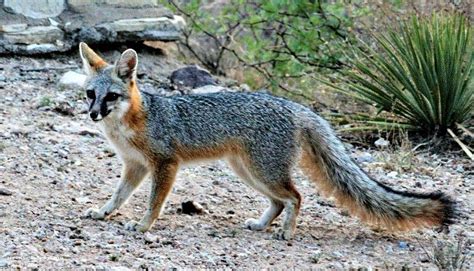 5 Fascinating Facts About Texas Red And Gray Fox