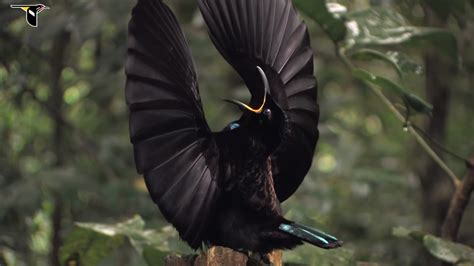 Super Black Bird Of Paradise Feathers Are So Stunningly Dark They