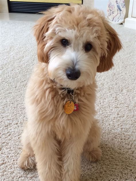 The mini goldendoodle is a smaller version of the achc recognized. Jax Galgano at 6 mos.jpeg (1535×2048) | Goldendoodle haircuts, Goldendoodle grooming, Puppy grooming