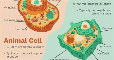 Umumnya sel hewan memiliki bentuk dan ukuran yang lebih kecil dari sel tumbuhan. Perbedaan Antara Sel Tumbuhan dan Hewan - Sekolah007