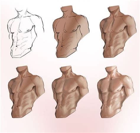 AnatoRef Body And Torso Male Body Drawing Body Reference Drawing