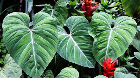 Are Elephant Ears Toxic Dangerous Enough To Cause Death And Safe Enough