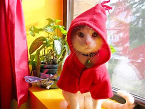 Adorable Cats In Funny Costumes Klykercom