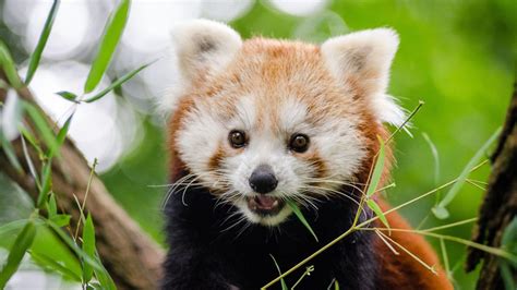 Red Panda Cute Wallpapers Top Những Hình Ảnh Đẹp