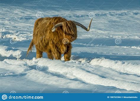 A Highland Cow Walking Through Snowy Field Stock Photo Image Of