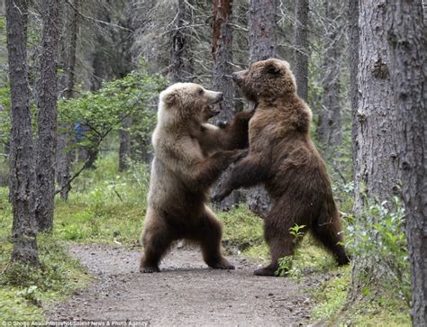 Battle Of The Bears Showdown Captured On Camera As Mighty Grizzlies Come To Blows In The