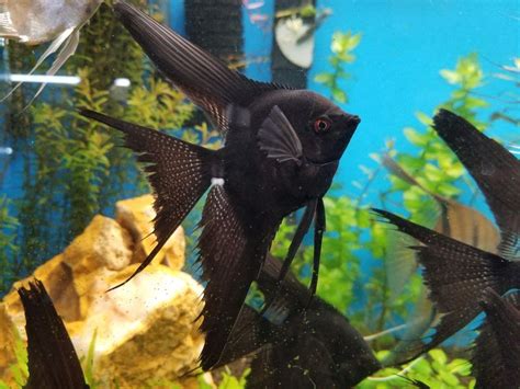 I'm extremely lucky to be able to do what i love for a living, and if this win means more people get to live their dreams, i'm extremely grateful, she. 2 Fully Grown Black VEIL Angel Fish Fresh Water Live ...