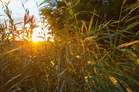 Premium Photo Sunlight Through Reeds