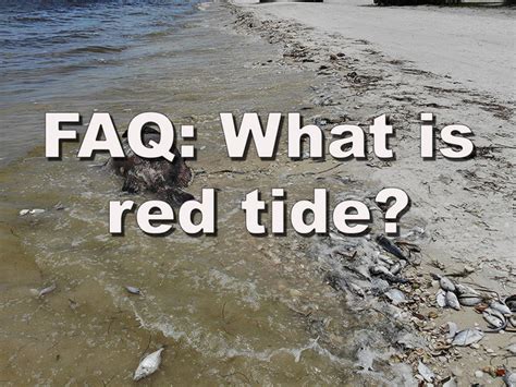 A red tide is a common term used for a harmful algal bloom. What is red tide? Facts about algal blooms in Florida ...