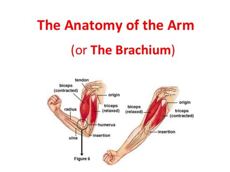 Want to learn more about it? The anatomy of the arm