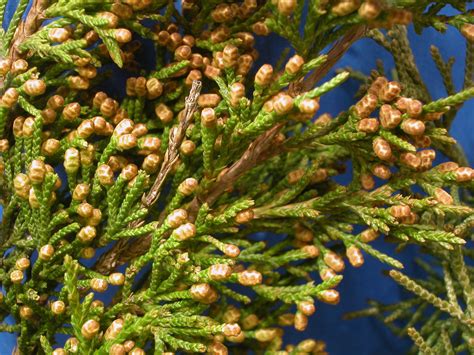 Juniperus Virginiana Cupressaceae Image 514 At PhytoImages Siu Edu