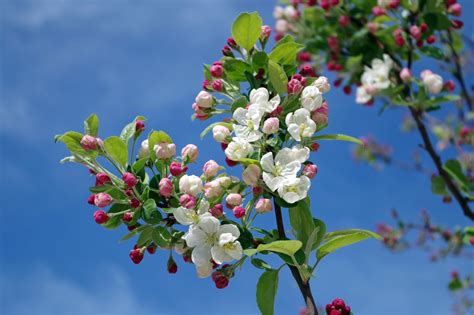 Free Images Tree Nature Branch Sky Flower Summer Food Spring