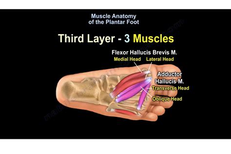Plantar Foot Muscle Anatomy