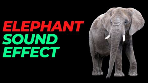 Elephant Sound Effect No Copyright Elephant Noises Elephant Sounds