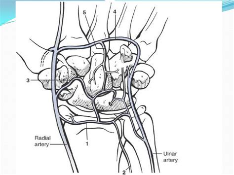 Blood Supply And Fractures Of Scaphoid