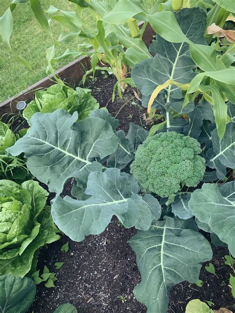 Just Got To Harvest Broccoli For My First Time In My First Garden