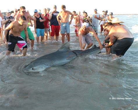 Huge Tiger Shark Caught Off Beach Near Corpus Christi