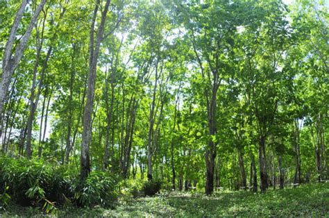 The woody components for home gardens are. Tropical Agroforestry System Exhibition----Xishuangbanna ...