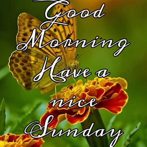 150+ good morning Sunday images photos pictures free download - Best ...