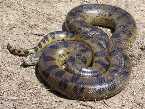 Anacondas Facts Habitat Diet And Size With Pictures Animalspal
