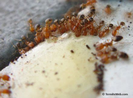 Damp wood is one of termite's. Ant Control using Boric Acid - Termite Web