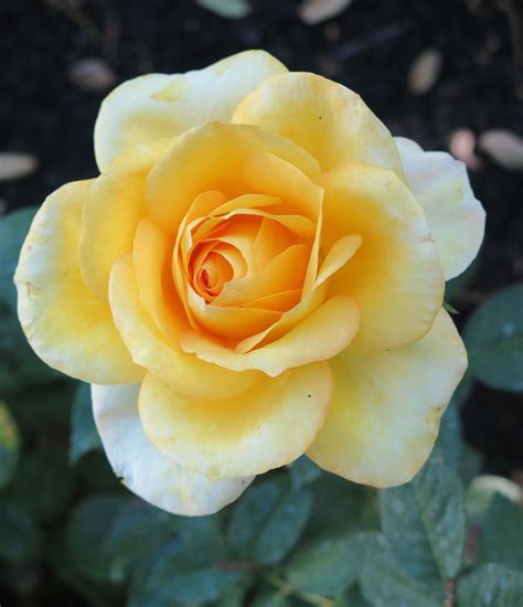 Not Sure What This Yellow Rose Is But It Is So Pretty Beautiful