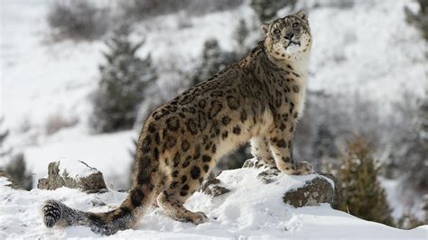 Leopardo De Las Nieves ¿por Qué No Ruge Hogarmania