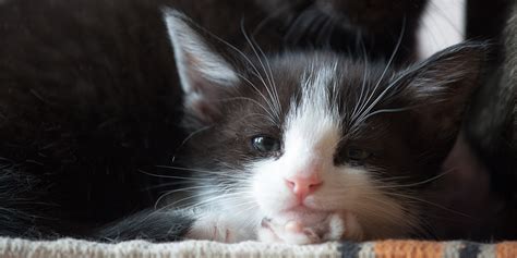 Preparing For Your New Cat Kitten International Cat Care