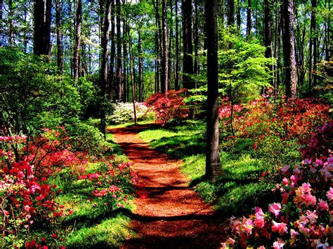 Forest In Spring Hd Nature Wallpapers Road Wallpaper
