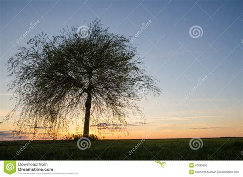 Lone Tree At Sunset Stock Photo Image Of Lone Flowers 40585660