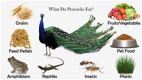 What Do Peacocks Eat Food Animals Peacock Foods Peacock Facts