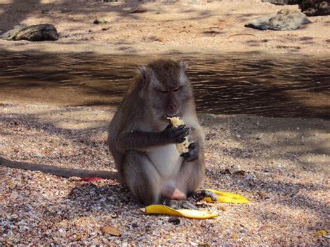 Monkey Eating Banana On A Beach In Krabi Thailand Free Photo Download