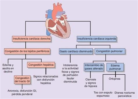 Insuficiencia Cardiaca Clasificacion Causas Y Sintomas Images