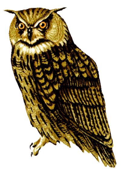 Owl Png Vector Images With Transparent Background Transparentpng