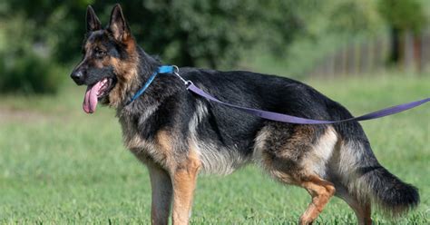 Looking to adopt from happy tails pet rescue in somerville, massachusetts? Canine Pet Rescue Corp - Happy Tails Adoption Fee link