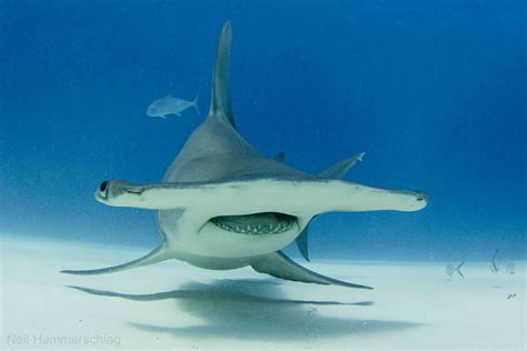 Hammerhead Shark Photos From “exhilarating” Dive National Geographic Blog