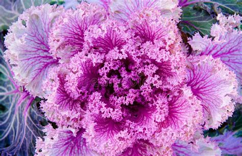 Ornamental Cabbage Or Kale Curly Leaves Purple Pink Colour Stock Image
