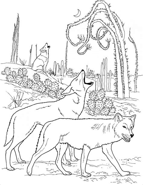 Realistic Wolf Coloring Page For Adult Coloringbay