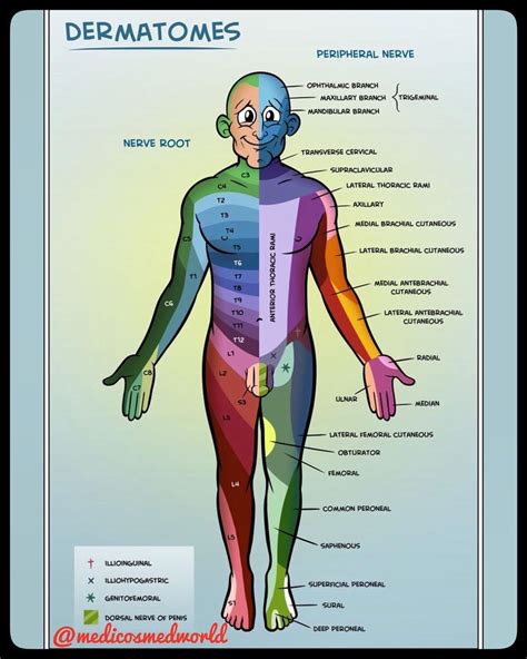 Back to areas of study. . DERMATOMES☝🏽☝🏽 A dermatome is the area of the skin of ...
