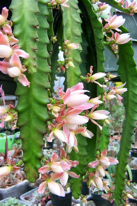Epiphyllum hybrid 'german empress'(epiphyllum hybrid 'deutsche kaiserin'). Oregon Cactus Blog: Disocactus phyllanthoides "Deutsche ...