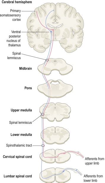 Ascending Spinal Tracts Facts Types Functions Systems And Overview