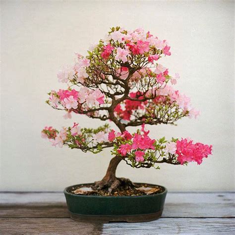 Cherry blossom is one of the most popular bonsai specimens for growers in other parts of the cherry blossom (prunus) bonsai tree: Cherry Blossom Bonsai Care Instructions - XciteFun.net