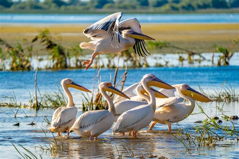 Excursii In Delta Dunarii Cu Plecare Din Tulcea Bonvoyage