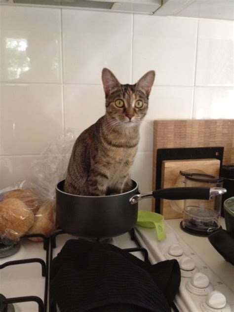 I Think Im Cooked Cats Funny Cat Pictures Funny Cats