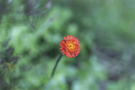 Hieracium Aurantiacum Common Name Orange Hawkweed Devil Flickr