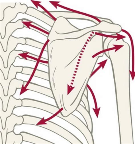 Today 👨🏻‍🏫vinnierehab Teachesscapula 17 Muscles Attaches To The