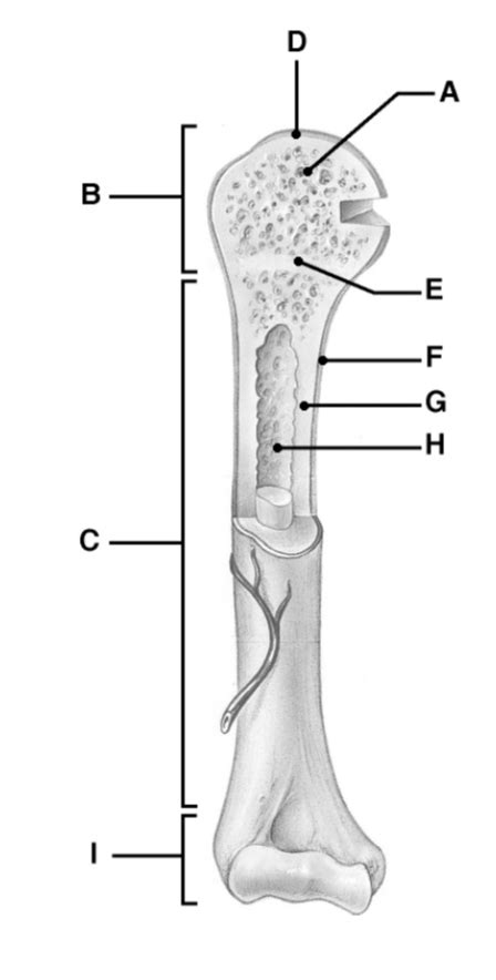 Long Bone Labeled Diagram Quizlet Anatomy Bones Quizlet Anatomy Images And Photos Finder