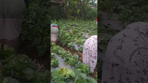 Lihat juga resep sayur sup ala rumahan enak lainnya. Kebun sayur - YouTube