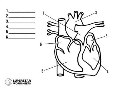Heart Diagram Worksheet For Kids